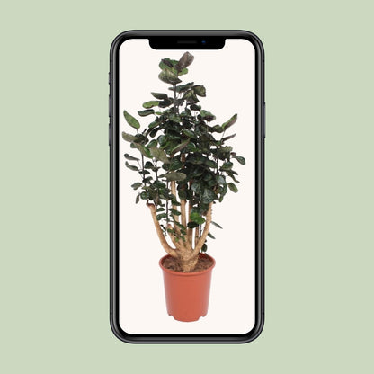 Kamerplant - Polyscias Fabian - XL - Pot Ø 27cm Hoogte ↕ 130cm