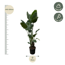XL plant - Strelitzia Nicolai - Pot Ø 34-50cm Hoogte ↕ 250cm