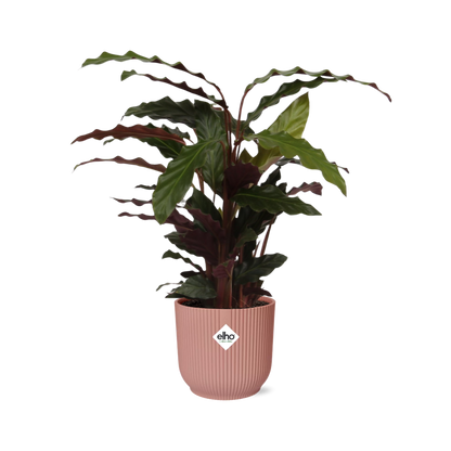 Kamerplant - Calathea Rufibarba 'Tropistar' - Pot Ø 14cm
