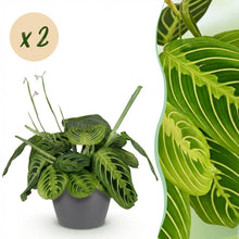 Kamerplant 2x Maranta Fascinator Lemon Lime - Gebedsplant - Pot Ø 12cm Hoogte ↕ 25cm