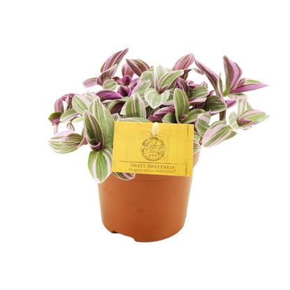 Kamerplant - Tradescantia Sweetness - Pot Ø 10,5cm Hoogte ↕ 10cm