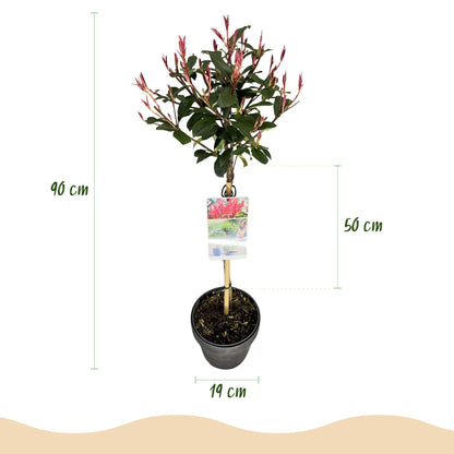 Buitenplant - Photinia fraseri 'Carre Rouge' op Stam - Winterhard - Pot Ø 19cm Hoogte ↕ 90cm