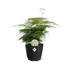 Kamerplant - Asparagus 'Plumosus' - Pot Ø 14cm
