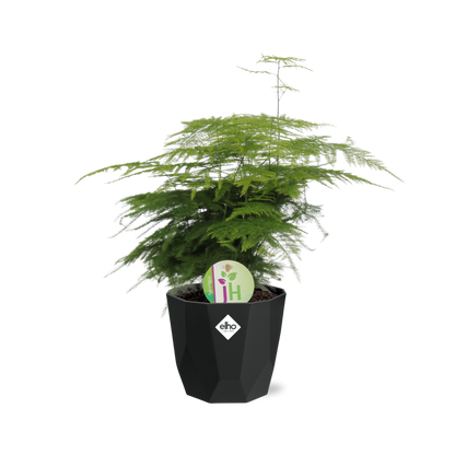 Kamerplant - Asparagus 'Plumosus' - Pot Ø 14cm
