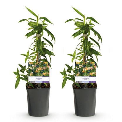 Buitenplant 2x Lonicera henryi - Bloeiend - Pot Ø 11cm Hoogte ↕ 40cm