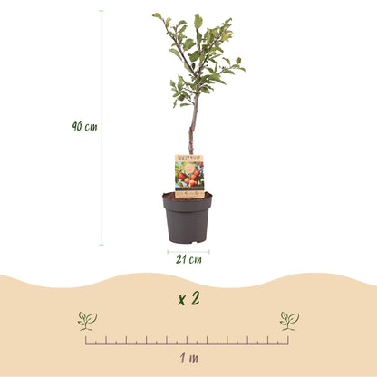 Buitenplant - Prunus domestica 'Victoria' - Fruitboom - Pot Ø 21cm Hoogte ↕ 90cm
