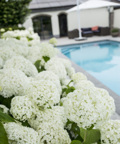 Buitenplant - Hydrangea arborescens 'Strong Annabelle' - Bloeiend - Pot Ø 19cm Hoogte ↕ 30cm