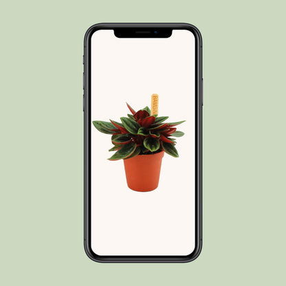 Kamerplant - Peperomia Caperata Rosso - Pot Ø 6cm Hoogte ↕ 10cm