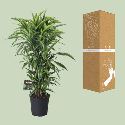 XL kamerplant - Dracaena Fragrans Lemon Lime Vertakt - Pot Ø 27cm Hoogte ↕ 120cm