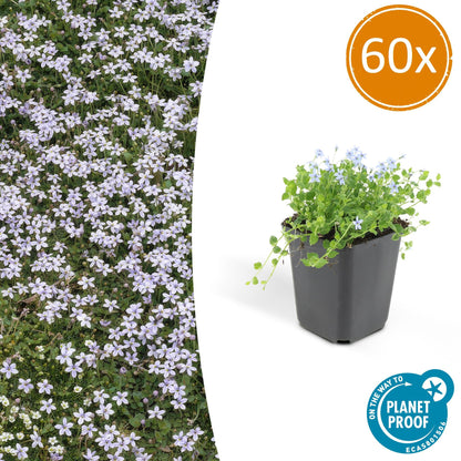 Buitenplant 60x Isotoma fluviatilis - Bloeiend - Pot Ø 9cm Hoogte ↕ 10-25cm