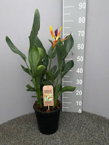 Kamerplant - Strelitzia Reginae met kunstbloem - Pot Ø 21cm Hoogte ↕ 75cm