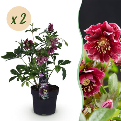Buitenplant 2x Helleborus orientalis 'Double Ellen Red' - Groenblijvend - Pot Ø 14cm Hoogte ↕ 35cm