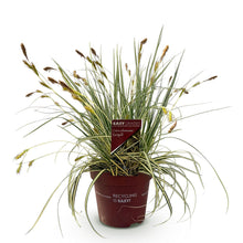 Buitenplant - Carex oshimensis 'Evergold' - Groenblijvend - Pot Ø 17cm Hoogte ↕ 50cm