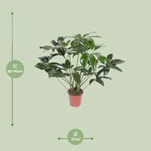 Kamerplant - Philodendron Green Wonder - Pot Ø 27cm Hoogte ↕ 90cm