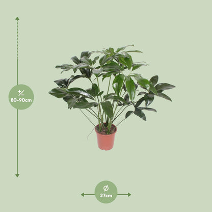 Kamerplant - Philodendron Green Wonder - Pot Ø 27cm Hoogte ↕ 90cm