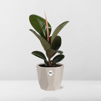 Kamerplant - Ficus Elastica 'Robusta' - Pot Ø 14cm