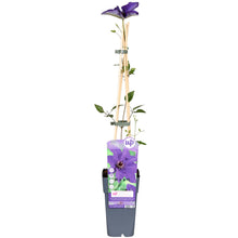 Buitenplant - Clematis 'The President' - Bloeiend - Pot Ø 15cm Hoogte ↕ 65cm