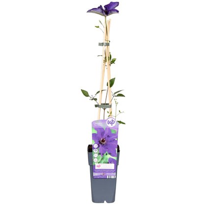 Buitenplant - Clematis 'The President' - Bloeiend - Pot Ø 15cm Hoogte ↕ 65cm