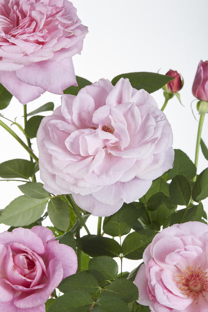 Buitenplant 3x Rosa Crazy in love 'Pink' - Bloeiend - Pot Ø 15cm Hoogte ↕ 65cm