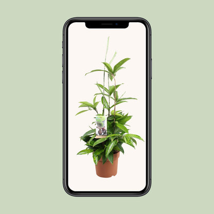 Kamerplant - Dracaena Surculosa - Pot Ø 17cm Hoogte ↕ 55cm