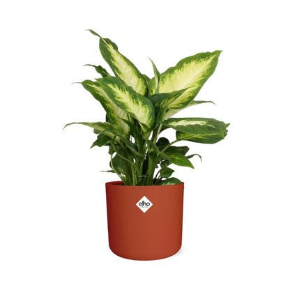 Kamerplant - Dieffenbachia 'Camilla' - Pot Ø 14cm