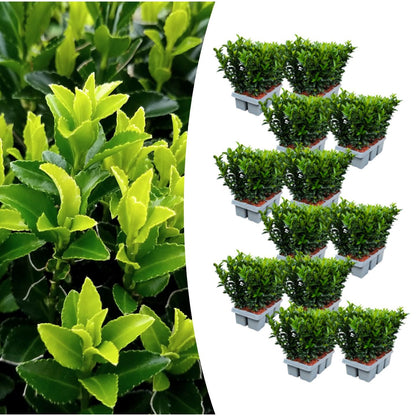 Buitenplant 12x Euonymus 'Green Spire' - Pot Ø 7cm Hoogte ↕ 15cm