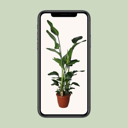 XL Kamerplant - Strelitzia Nicolai - Pot Ø 36cm Hoogte ↕ 170cm