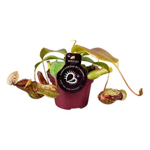 Kamerplant - Nepenthes Gaya - Pot Ø 12cm Hoogte ↕ 17cm