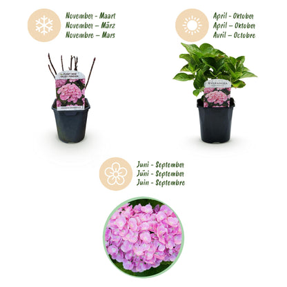 Buitenplant - Hortensia Hydrangea macrophylla Pink - Bloeiend - Pot Ø 17cm Hoogte ↕ 30cm