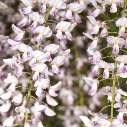 Buitenplant - Wisteria floribunda 'Rosea' - Bloeiend - Pot Ø 11cm Hoogte ↕ 40cm