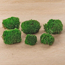 Tuinaccessoire - Live Cushion Moss - Premium vers mos - 6 stuks (2 zakken)