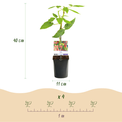 Buitenplant 2x Rubus Tayberry - Fruitplant Rode Vrucht - Pot Ø 11cm Hoogte ↕ 40cm