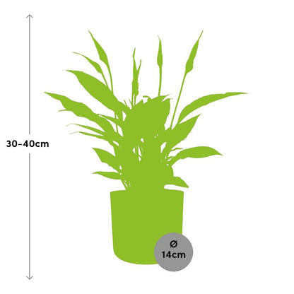 Kamerplant - Spathiphyllum Torelli - Met sierpot - Pot Ø 12cm