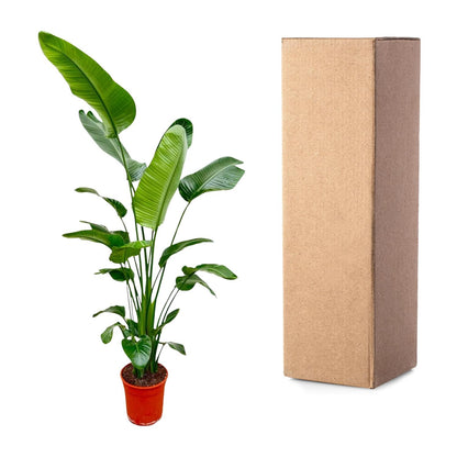 XL Kamerplant - Strelitzia Nicolai - Pot Ø 25-30cm Hoogte ↕ 180-200cm