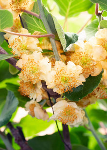 Buitenplant 3x Actinidia deliciosa 'Jenny' - Pot Ø 13cm Hoogte ↕ 45cm