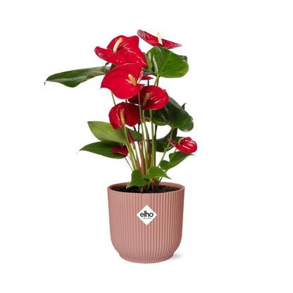 Kamerplant - Anthurium Red - Pot Ø 14cm Hoogte ↕ 12cm