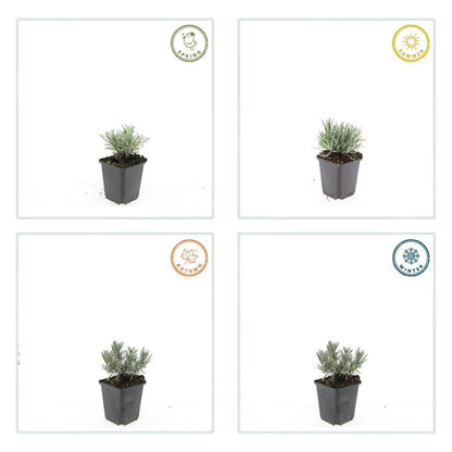 Buitenplant 6x Lavandula int. 'Edelweiss' - Bloeiend - Pot Ø 9cm Hoogte ↕ 10-25cm