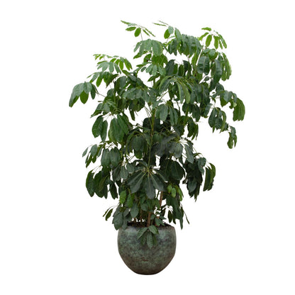 XL Kamerplant - Schefflera Amate - Pot Ø 45cm Hoogte ↕ 230cm