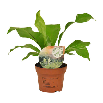 Kamerplant - Asplenium nidus - Pot Ø 12cm Hoogte ↕ 35cm