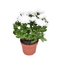 Kamerplant - Chrysanthemum Brave - Pot Ø 12cm Hoogte ↕ 26cm