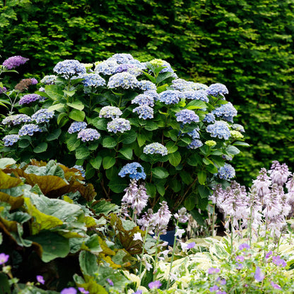 Buitenplant 2x Hydrangea Magical Revolution Blue - Bloeiend - Pot Ø 23cm Hoogte ↕ 55cm