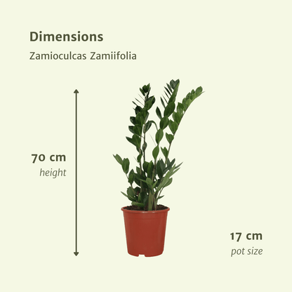 Kamerplant 2x Zamioculcas Zamiifolia - Emerald Palm - Pot Ø 17cm Hoogte ↕ 70cm
