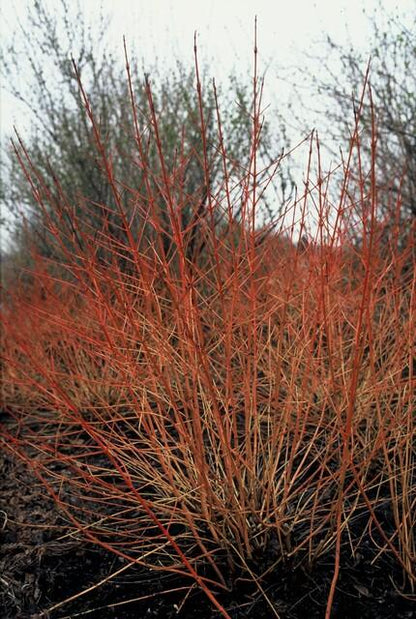 Buitenplant 6x Cornus sang. 'Midwinter Fire' - Pot Ø 9cm Hoogte ↕ 10-25cm