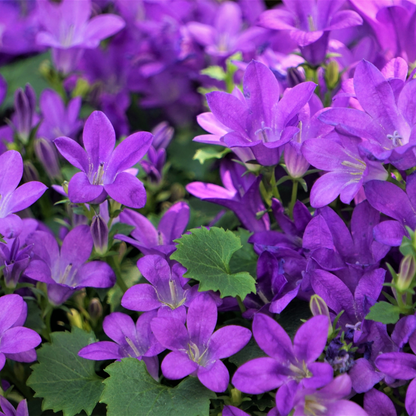 Buitenplant 12x Campanula portenschlagiana - Bloeiend - Pot Ø 9cm Hoogte ↕ 10-25cm