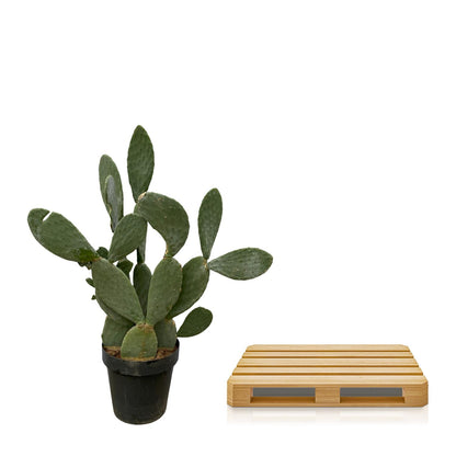 XL kamerplant - Cactus Opuntia - Pot Ø 38cm Hoogte ↕ 120cm