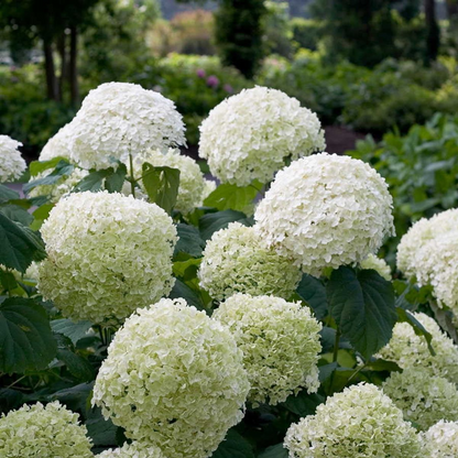 Buitenplant - Hydrangea arborescens 'Strong Annabelle' - Bloeiend - Pot Ø 19cm Hoogte ↕ 30cm