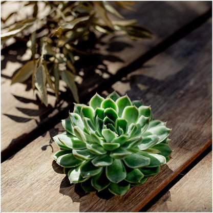 Kamerplant - ROOTLESS Succulent Echeveria Pulidonis - Pot Ø 12-14cm Hoogte ↕ 5cm