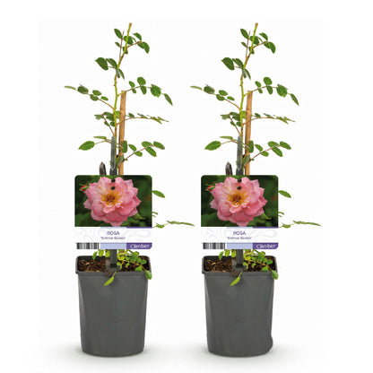 Buitenplant 2x Rosa Salmon Queen - Klimroos Bloeiend - Pot Ø 11cm Hoogte ↕ 40cm