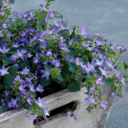 Buitenplant 12x Campanula poscharskyana 'Stella' - Bloeiend - Pot Ø 9cm Hoogte ↕ 10-25cm