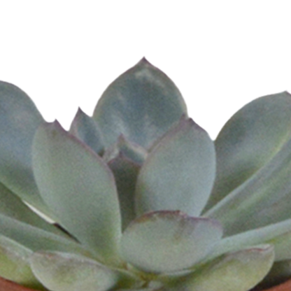 Kamerplant 5x Vetplanten mix - in witte pot - Pot Ø 5.5cm